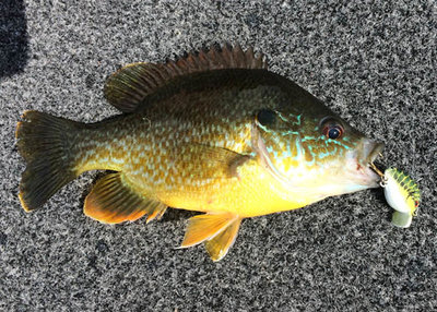 Sunfish Lure001.jpg