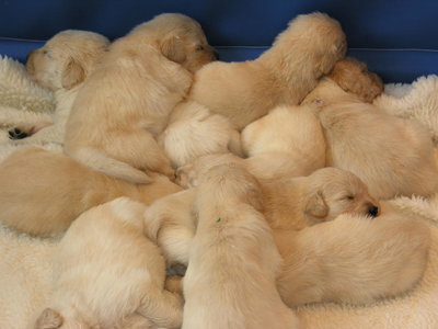 Puppy Pile.jpg